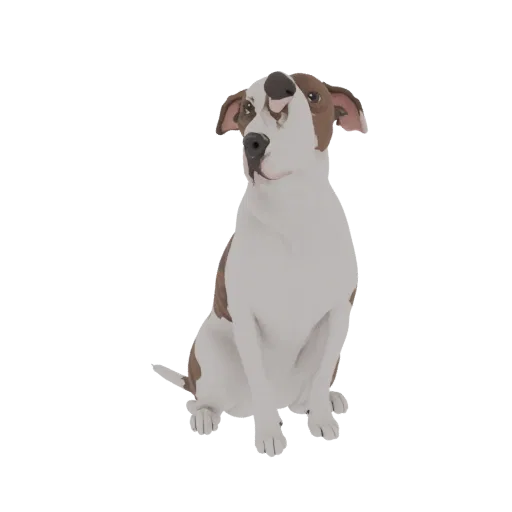 3D-Modell eines braun-weißen Pitbulls, sitzend und nach oben blickend, isoliert auf weißem Hintergrund.