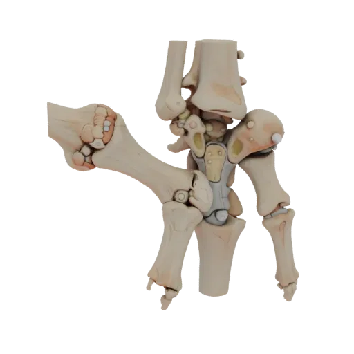 Spine Hand Bones High Poly 3D model, close-up studio render, showing bone surfaces, skeletal landmarks.