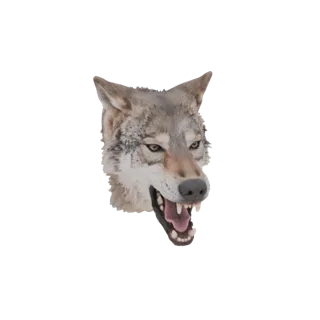 Modelo 3D de la cabeza de un lobo con la boca abierta en un gruñido agresivo, mostrando dientes afilados y ojos intensos.