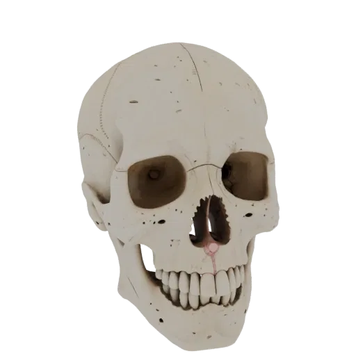 Joint Skull 3D model, side profile view, technical viewport render, showing bone surfaces, skeletal landmarks.