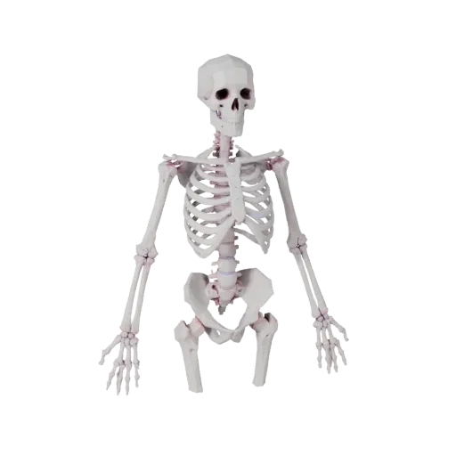 Spine Hand Bones Low Poly 3D model, game viewport three-quarter view, showing bone surfaces, skeletal landmarks.