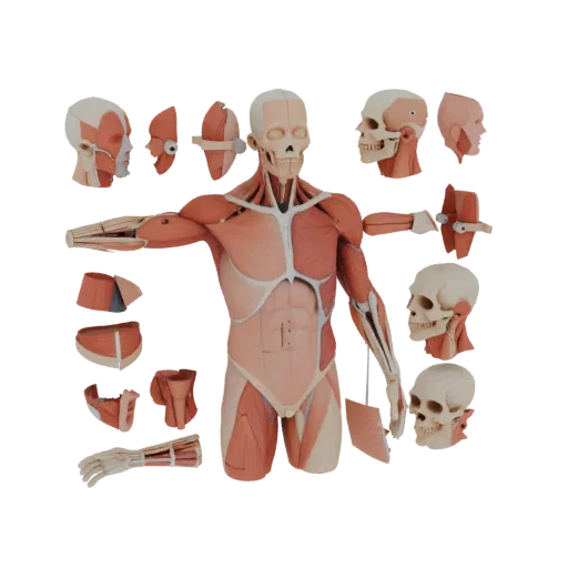 Modular Torso Anatomy Kit 3D model, three-quarter front view, AR viewer studio render, showing detail and scale.
