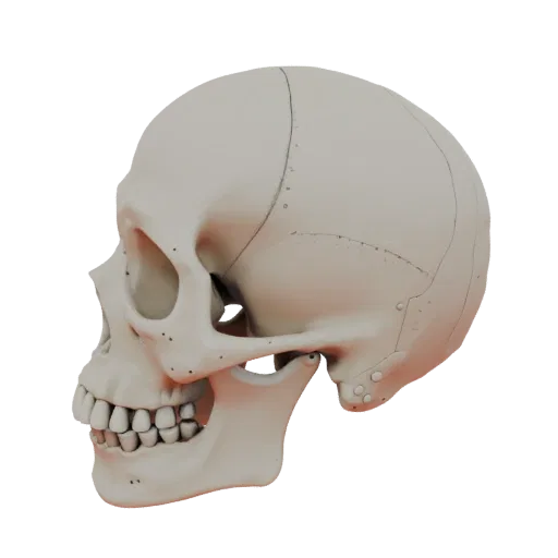 Spine Skull Printable 3D model, isometric STL render, showing bone surfaces, skeletal landmarks.