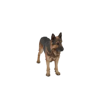 3D model of an old German Shepherd with scars, torn ears, and a blind eye, standing on a white background.