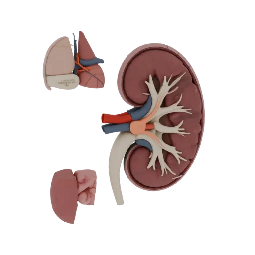 Cutaway Kidney Education 3D model, three-quarter training render, showing soft tissue colors, organ silhouette.