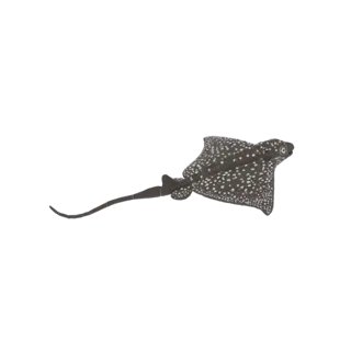 Ein 3D-Modell-Rendering eines Gefleckten Adlerrochens, das seinen dunklen Körper mit weißen Flecken und großen Brustflossen z