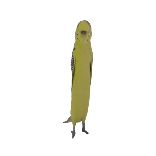 A detailed 3D model of a yellow budgerigar bird standing upright and looking forward.