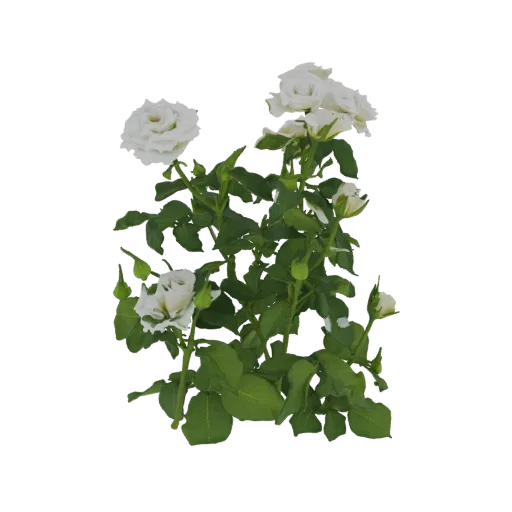 A 3D model of a white rose bush with several white roses in bloom and green leaves against a black background.