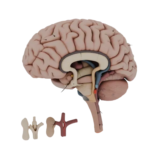 Healthy Brain Realistic 3D model, three-quarter studio render, showing soft tissue colors, organ silhouette.