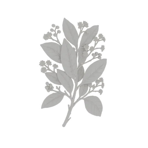 Modelo 3D de um ramo de louro com folhas detalhadas, pequenas bagas e delicadas flores brancas contra um fundo branco.