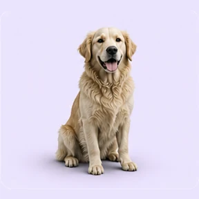 Animali domestici